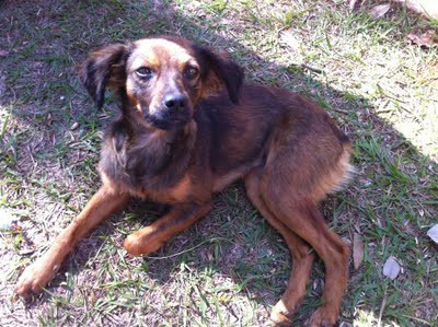 Cadela para adoção!